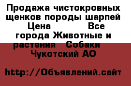 Продажа чистокровных щенков породы шарпей › Цена ­ 8 000 - Все города Животные и растения » Собаки   . Чукотский АО